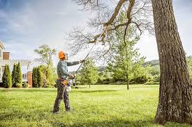 Best Stump Grinding and Removal  in Flence, OR