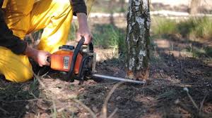 Best Tree Trimming and Pruning  in Flence, OR