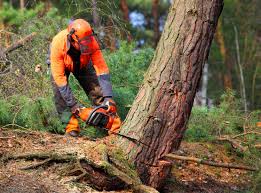 Best Lot and Land Clearing  in Flence, OR