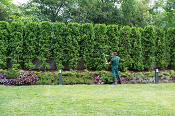 Best Tree Maintenance Programs  in Flence, OR