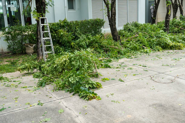 Best Lawn Drainage Solutions  in Flence, OR