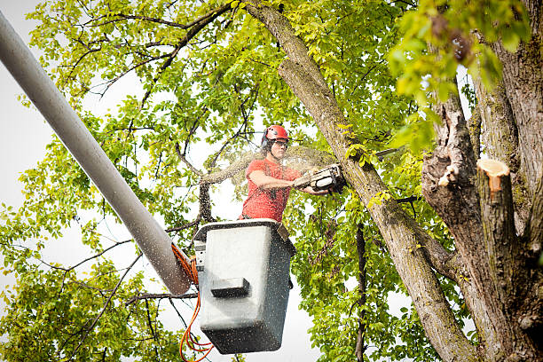 How Our Tree Care Process Works  in  Florence, OR